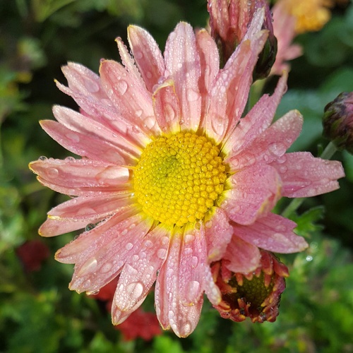 Chrysanthemum 'Perry's Peach'