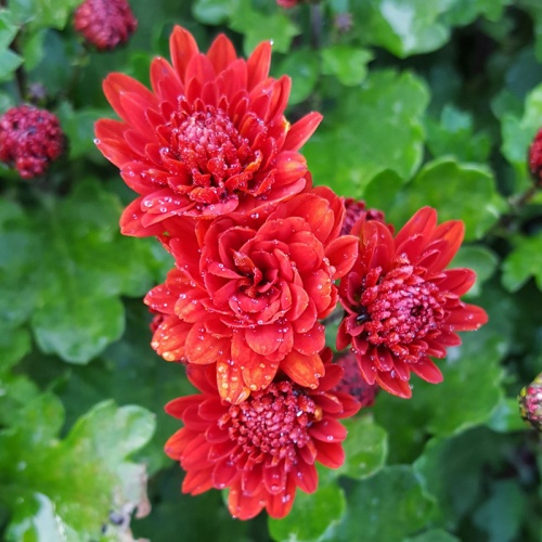 Chrysanthemum 'Ray's Red'