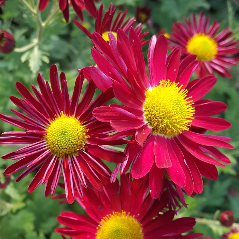 Chrysanthemum 'Royal Command'