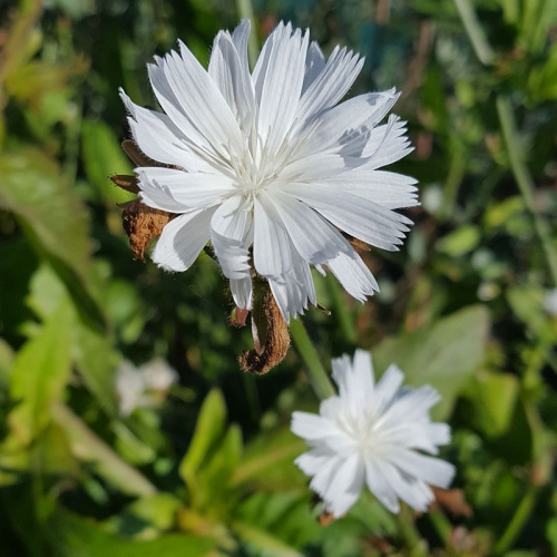 Cichorum intybus f. album