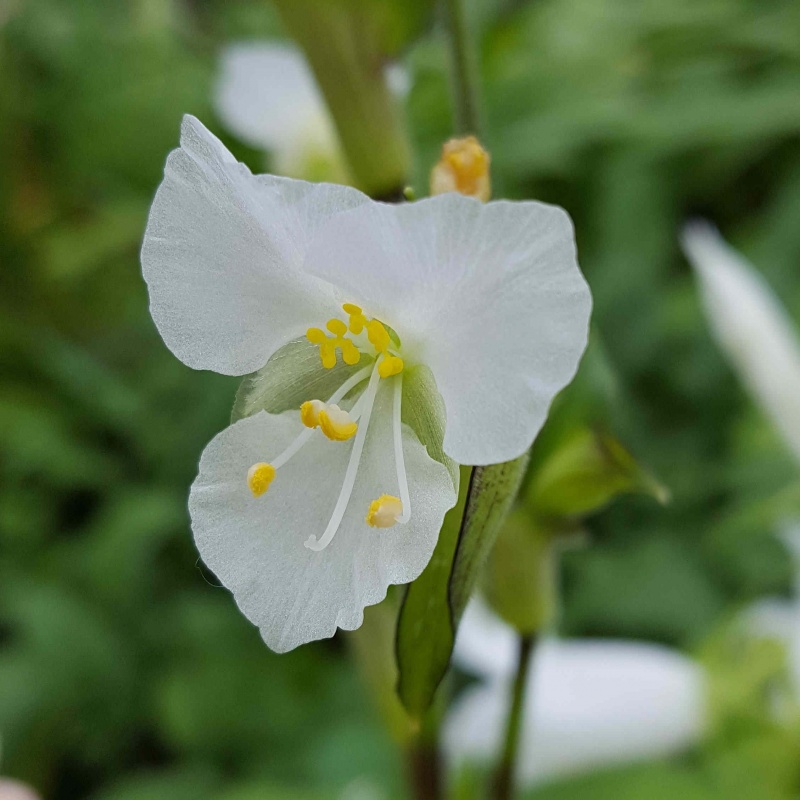 Commelina tuberosa Coelestis 'Alba'