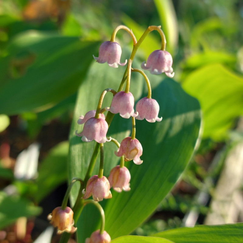 Convallaria majalis ex Tatra Mtns