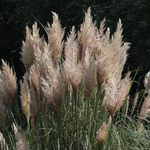 Cortaderia selloana 'Icalma'