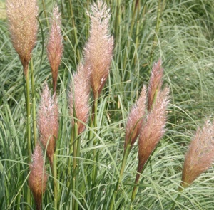 Cortaderia selloana 'Patagonia'