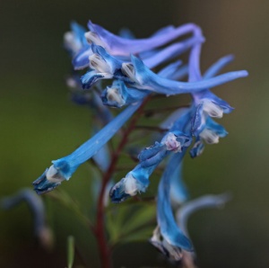 Corydalis 'Craigton Blue'