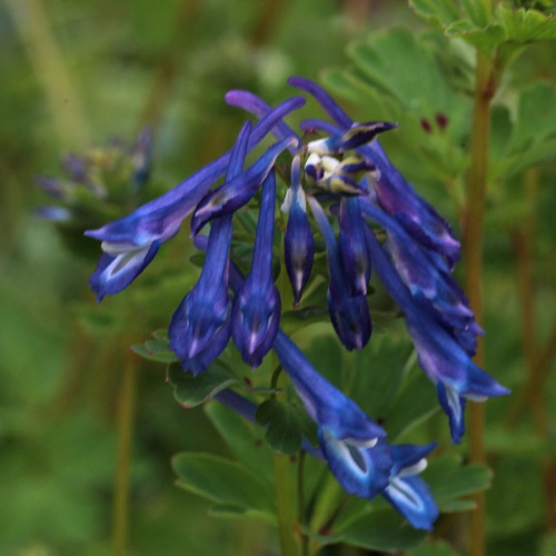 Corydalis elata 'Blue Summit'