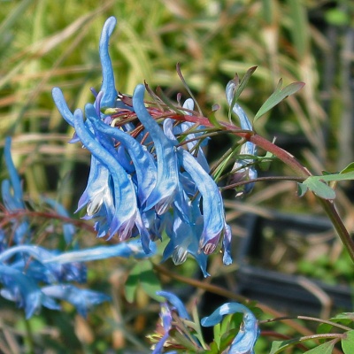 Corydalis flexuosa 'Hale Cat'