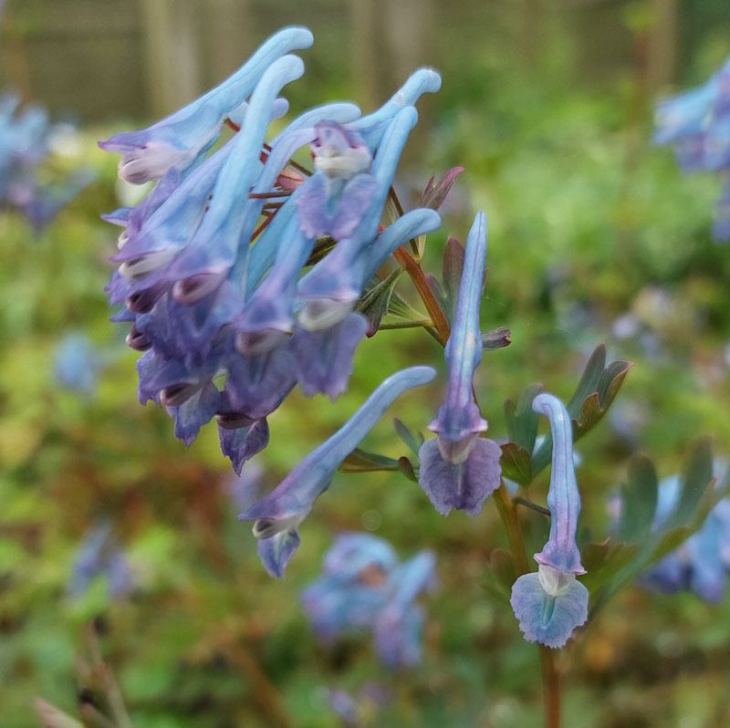 Corydalis flexuosa Norman's Seedling