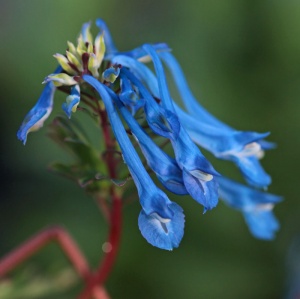 Corydalis 'Tory MP'