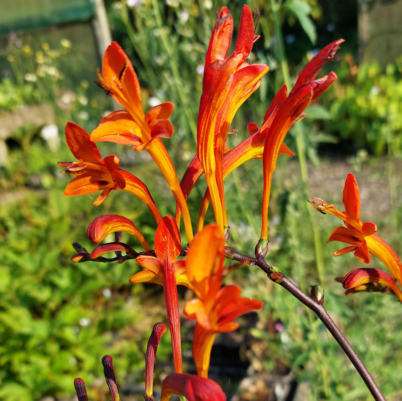 Crocosmia - The Plantsman's Preference