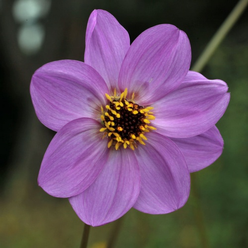 Dahlia merckii