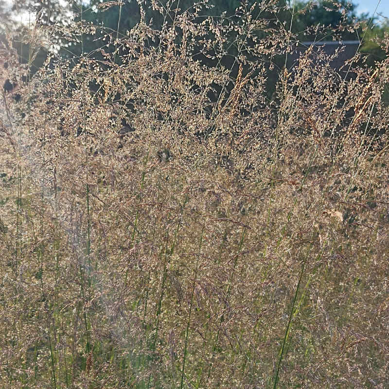 Deschampsia cespitosa 'Goldstaub'