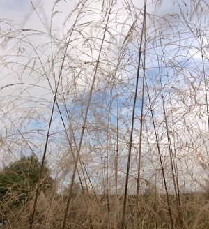 Deschampsia cespitosa 'Schottland'