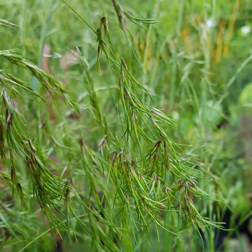 Deschampsia cespitosa var. vivipara