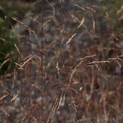 Deschampsia cespitosa 'Yunnan'