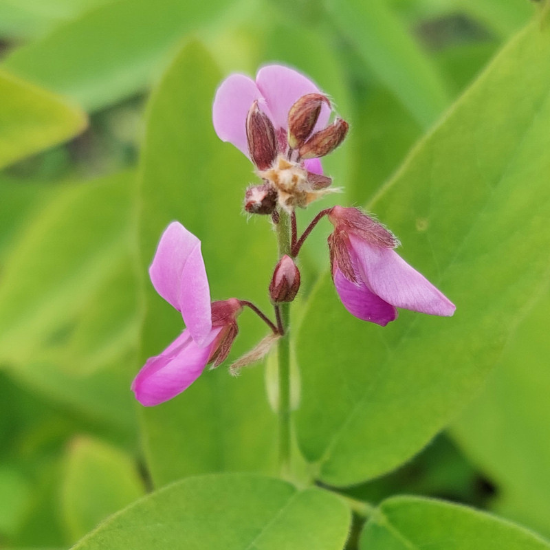 Desmodium canadense