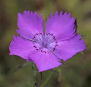 Dianthus amurensis