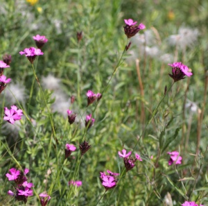 Dianthus carthusianorum