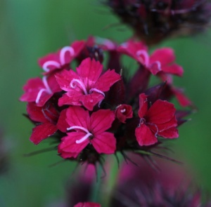 Dianthus cruentus