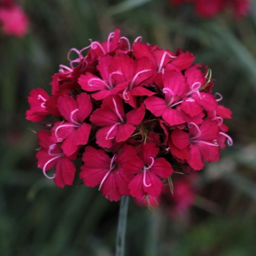 Dianthus ferrugineus