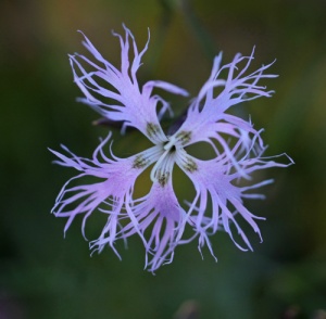 Dianthus superbus