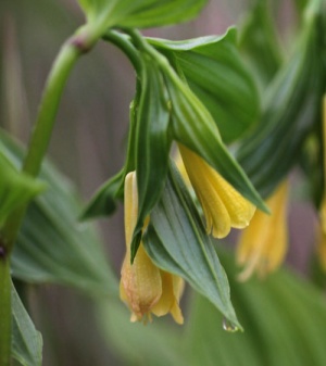 Disporum flavens