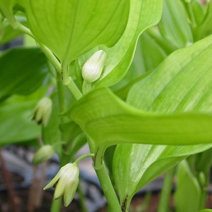 Disporopsis fuscopicta