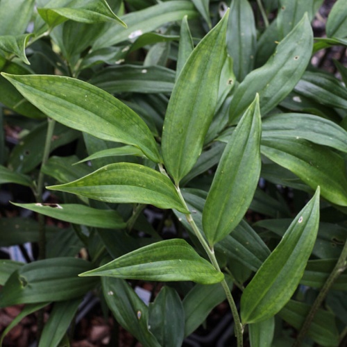 Disporopsis pernyi coll. China