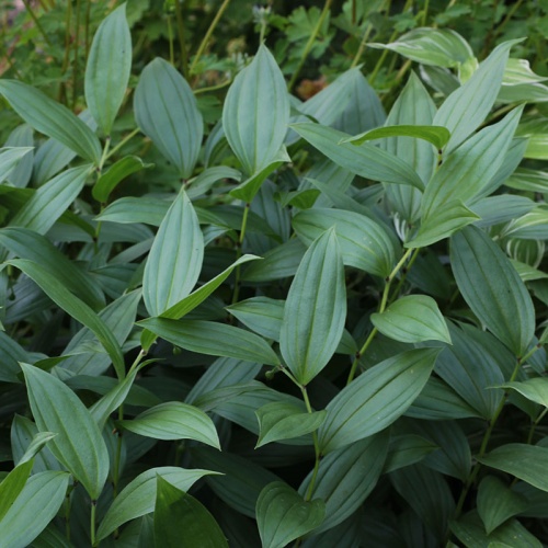 Disporum viridescens