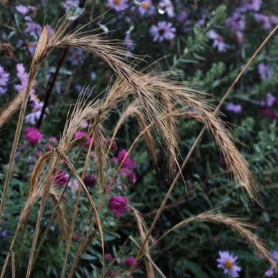 Elymus canadensis