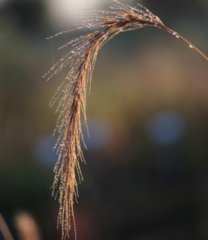 Elymus villosus var. arkansanus