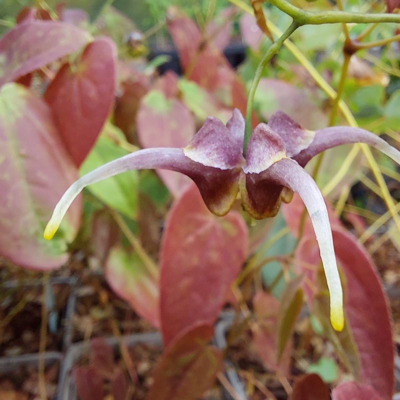 Epimedium x omeiense 'Stormcloud' Og 82002