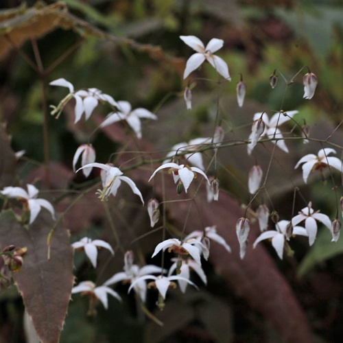 Epimedium pubescens seedling from Washfield