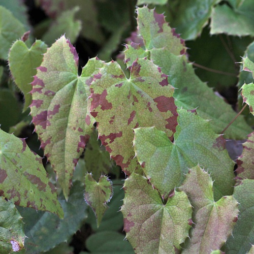 Epimedium rhizomatosum