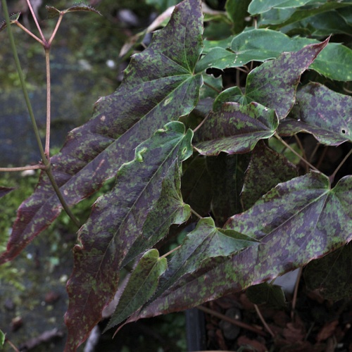 Epimedium wushanense