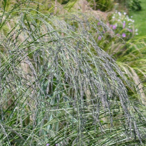 Eragrostis curvula