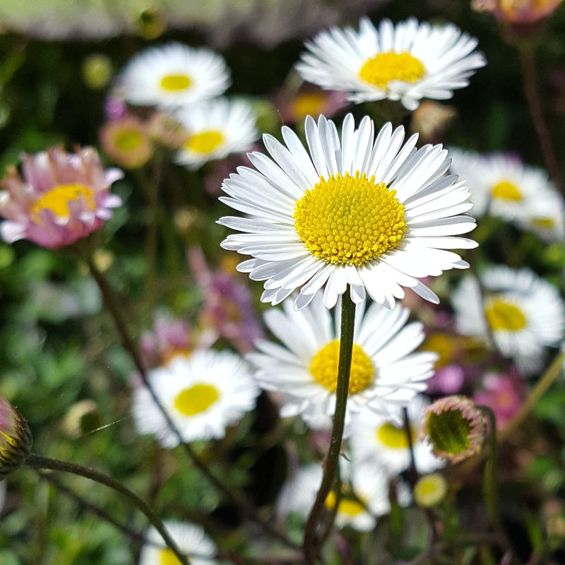 Erigeron karvinskianus 'Blutenmeer'