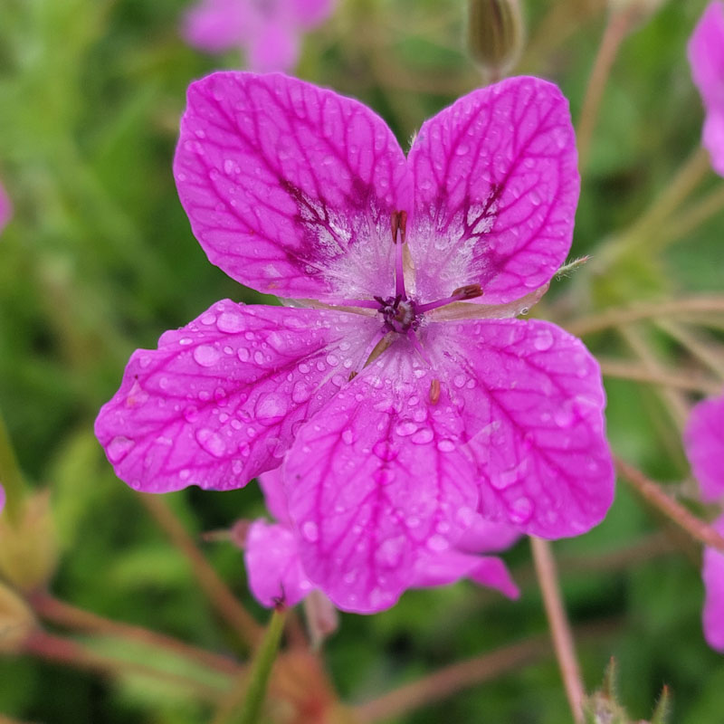 Erodium manescavii