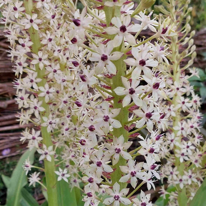 Eucomis comosa 'Cornwood'