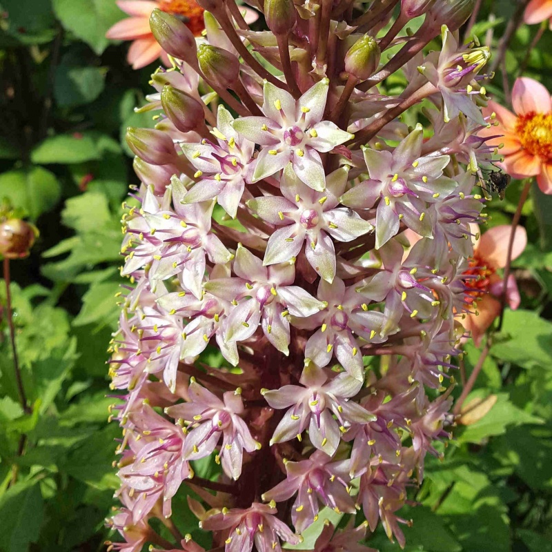 Eucomis comosa dark stemmed