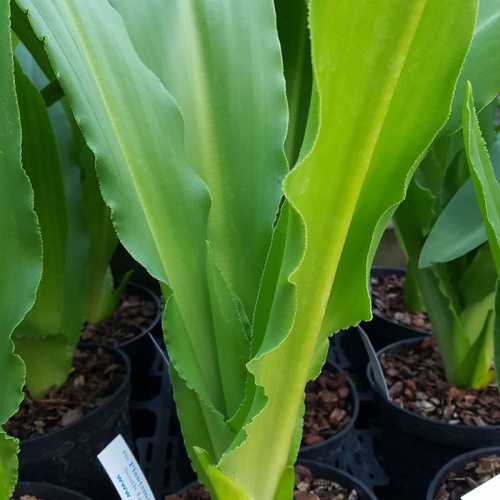 Eucomis pallidiflora ssp. pallidiflora