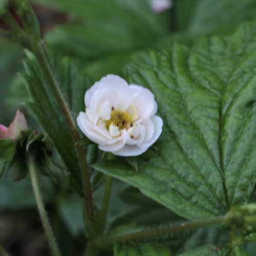 Fragaria vesca 'Multiplex'