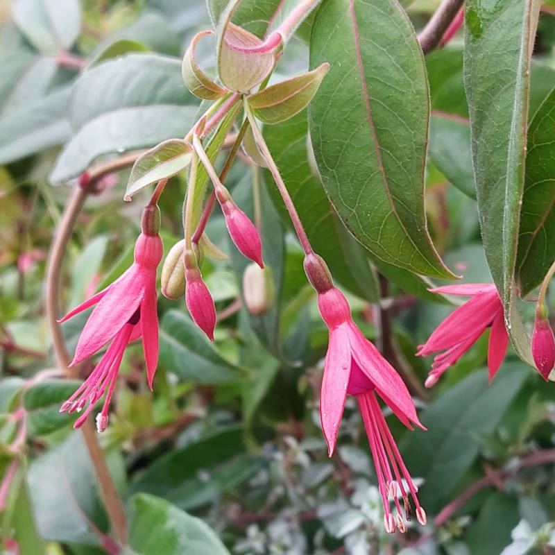 Fuchsia alpestris