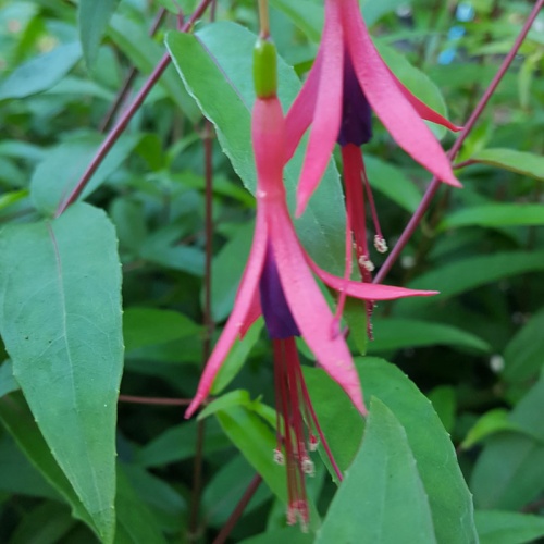 Fuchsia hatschbachii