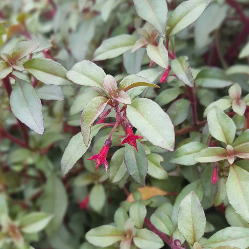 Fuchsia 'Marlies de Keijzer'