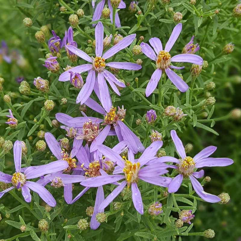 Galatella sedifolia