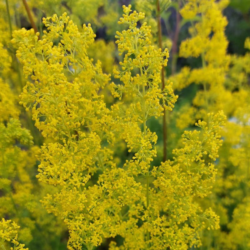 Galium verum