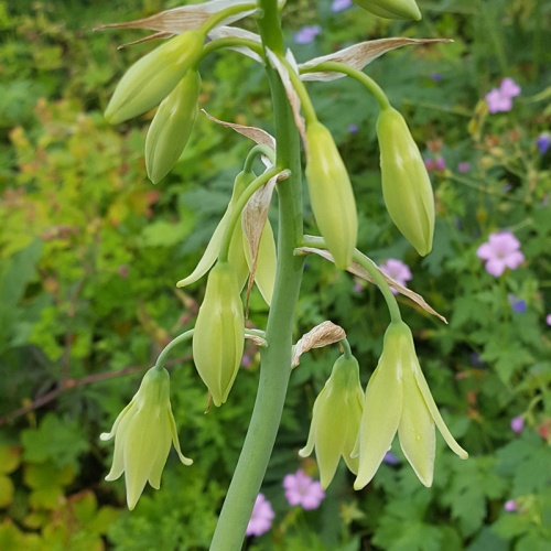 Galtonia viridiflora