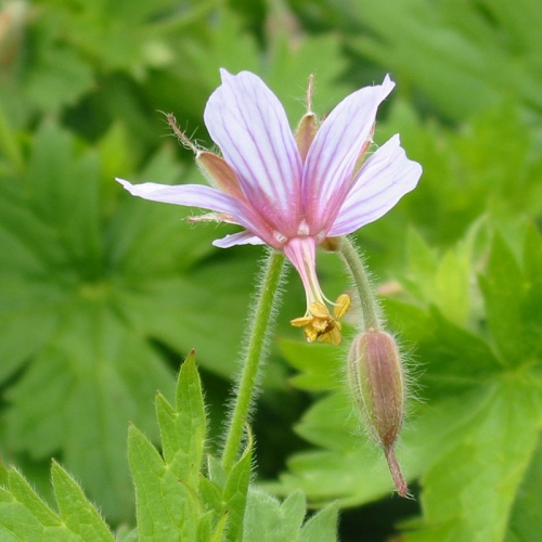 Geranium aristatum