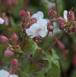 Geranium x cantabrigiense 'Harz'